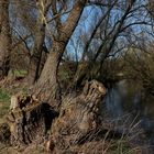 Weiden am Flussufer