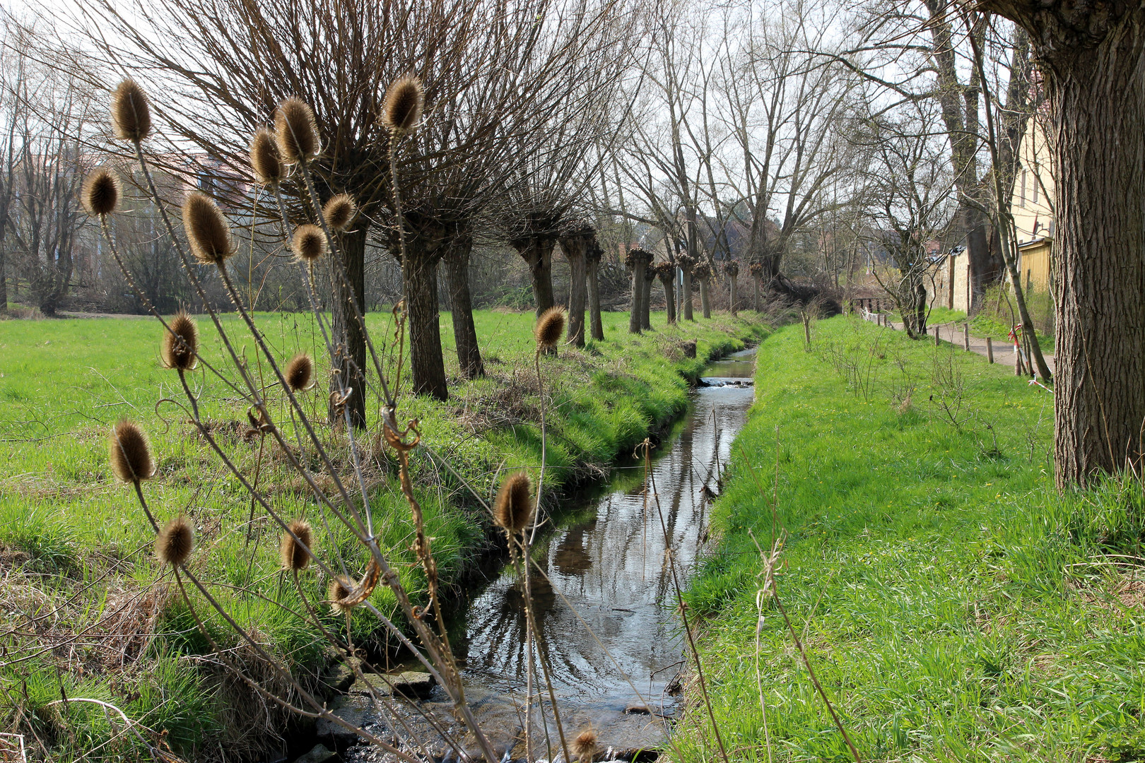 Weiden am Kaizbach