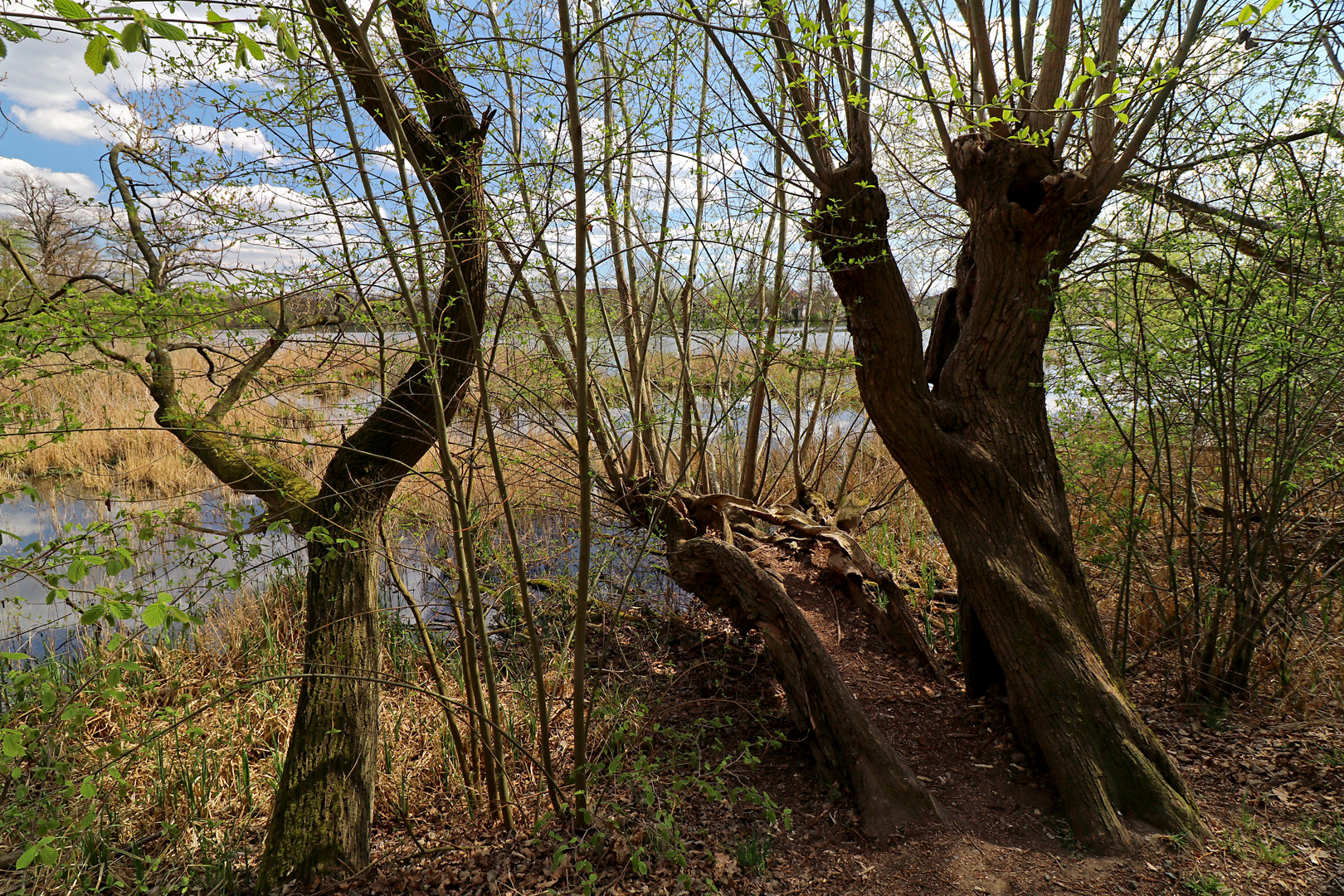 Weiden am Kreuzteich