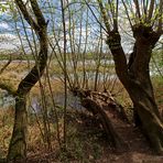 Weiden am Kreuzteich