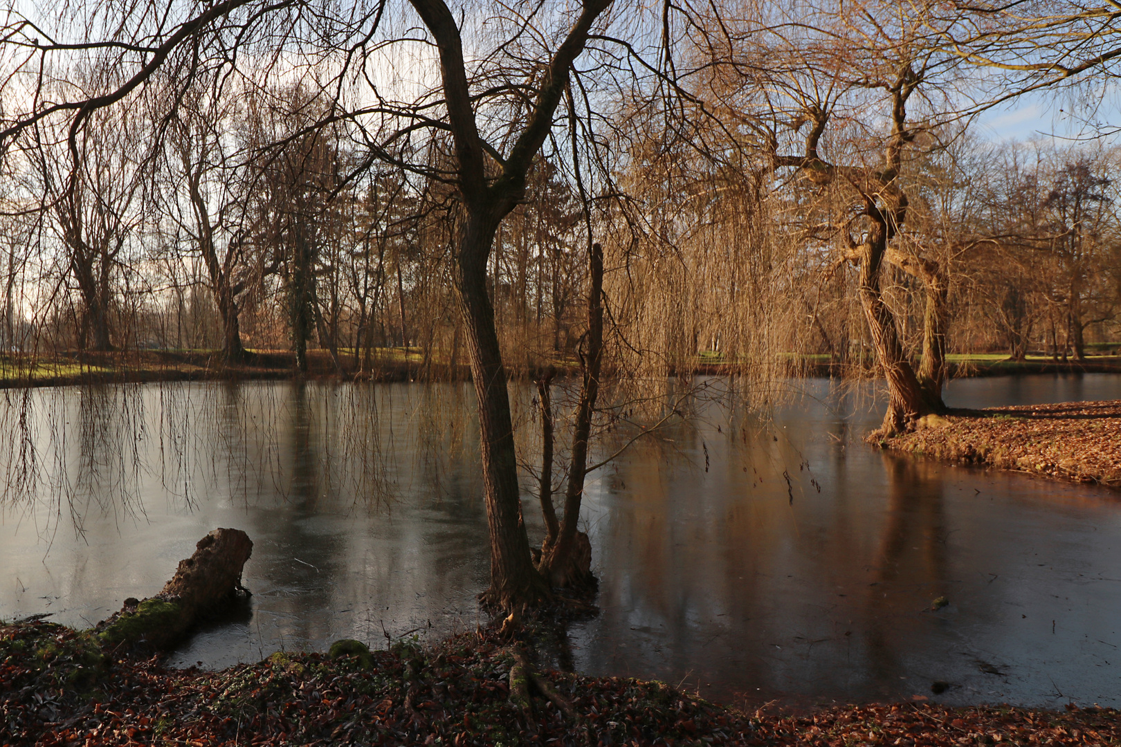 Weiden am Portikusteich