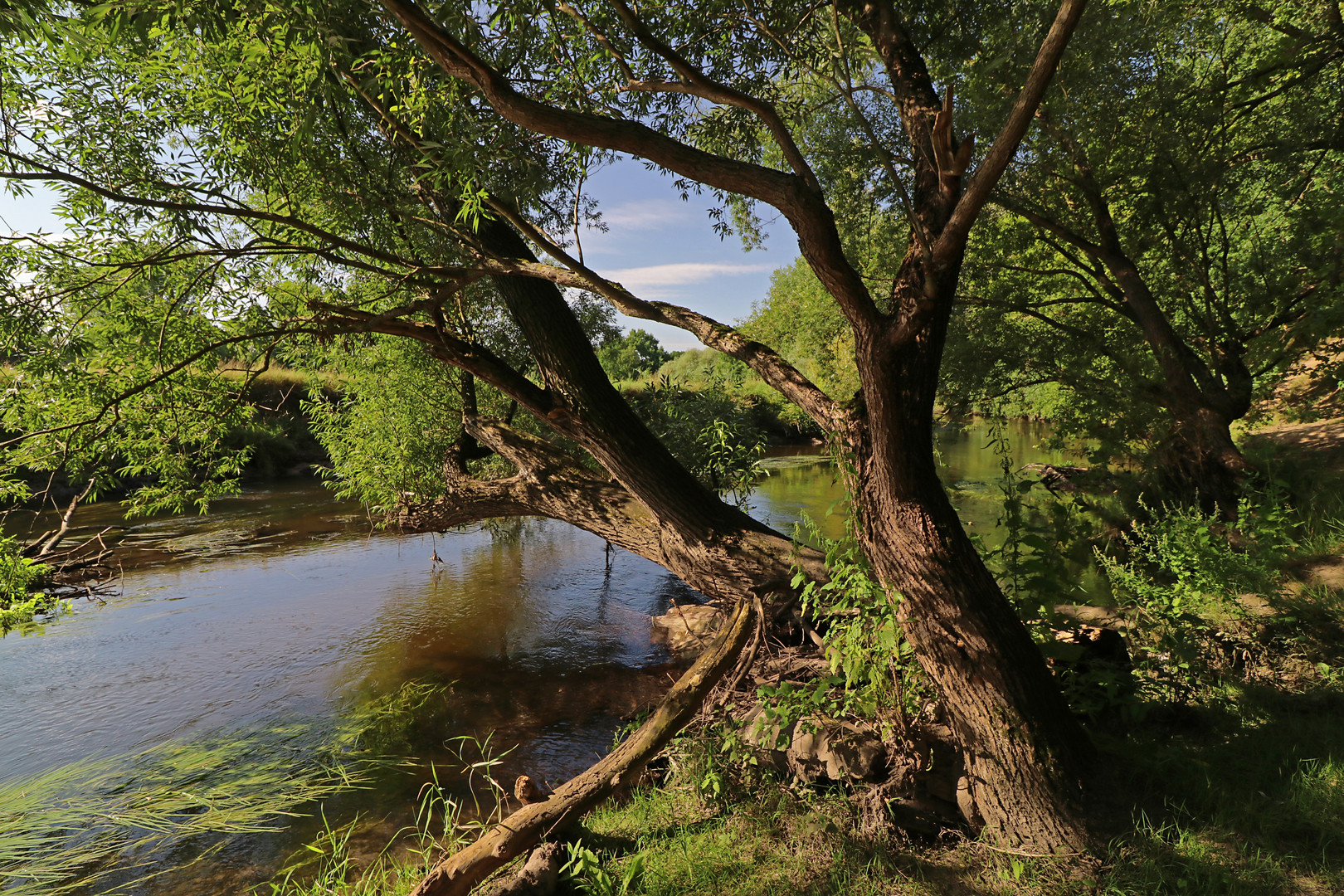 Weiden am Sandufer