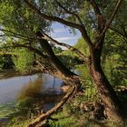 Weiden am Sandufer