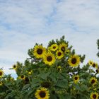 Weiden am See - Sommerstimmung