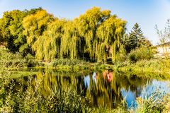 Weiden am Teich