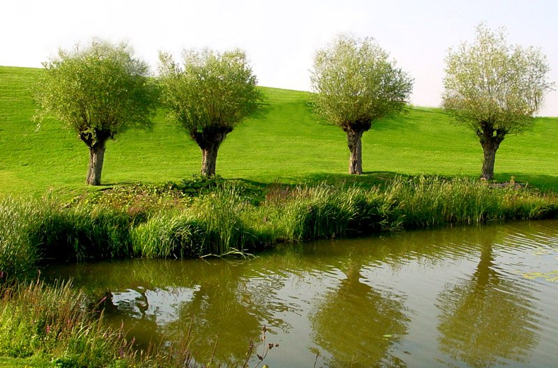  Weiden am Teich