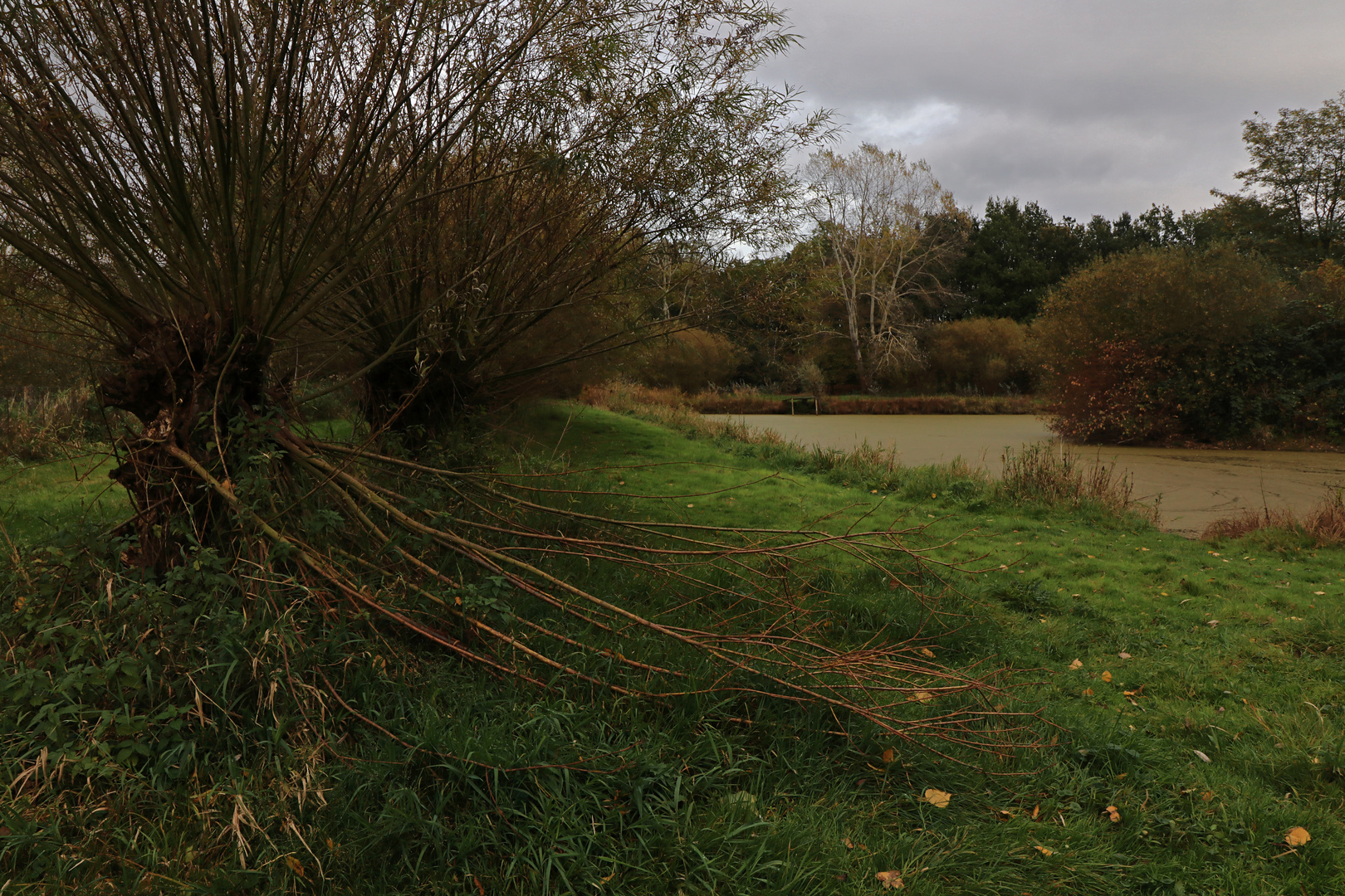 Weiden am Teich