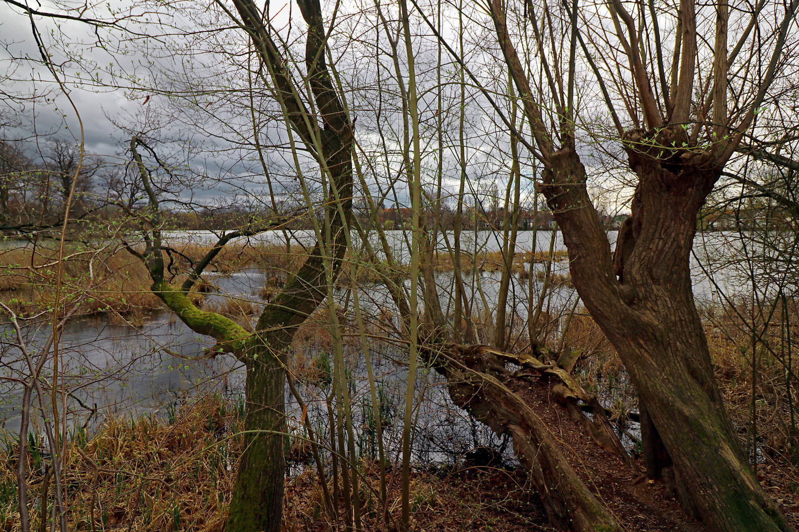 Weiden am Teichufer