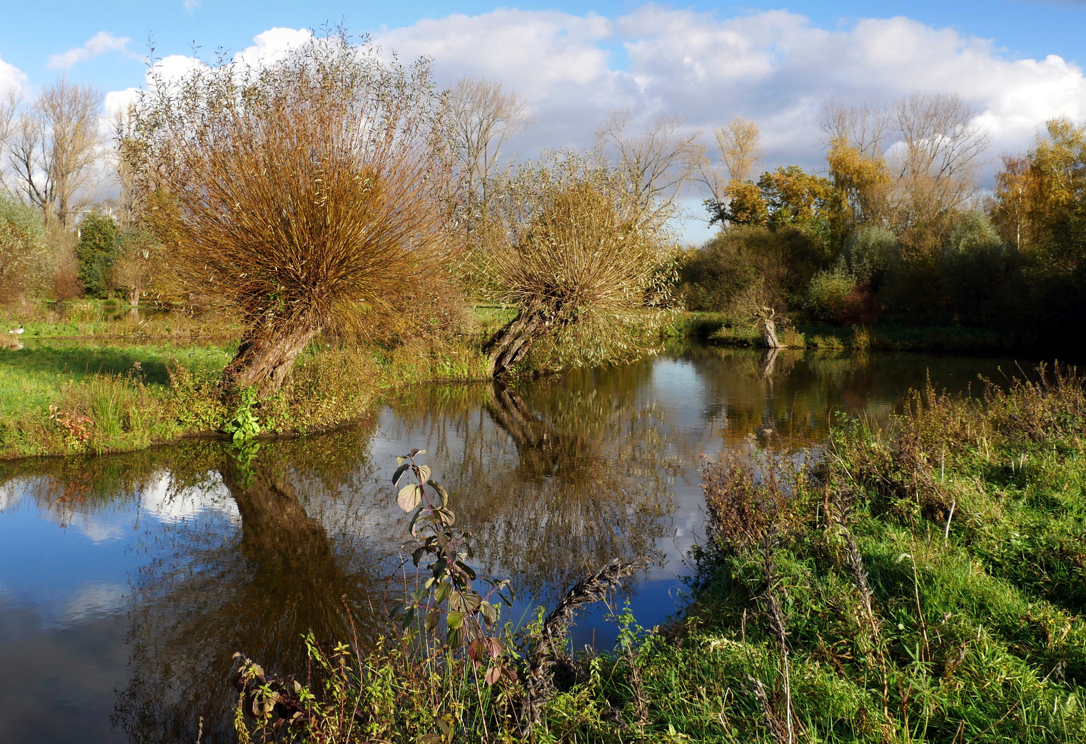 Weiden am Wasser