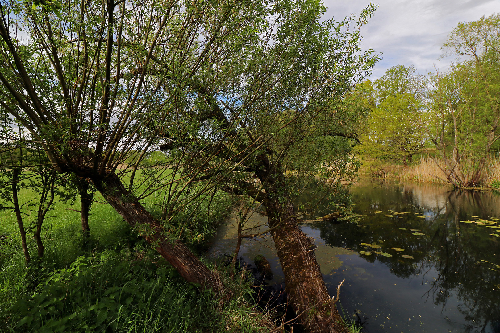 Weiden am Wasser