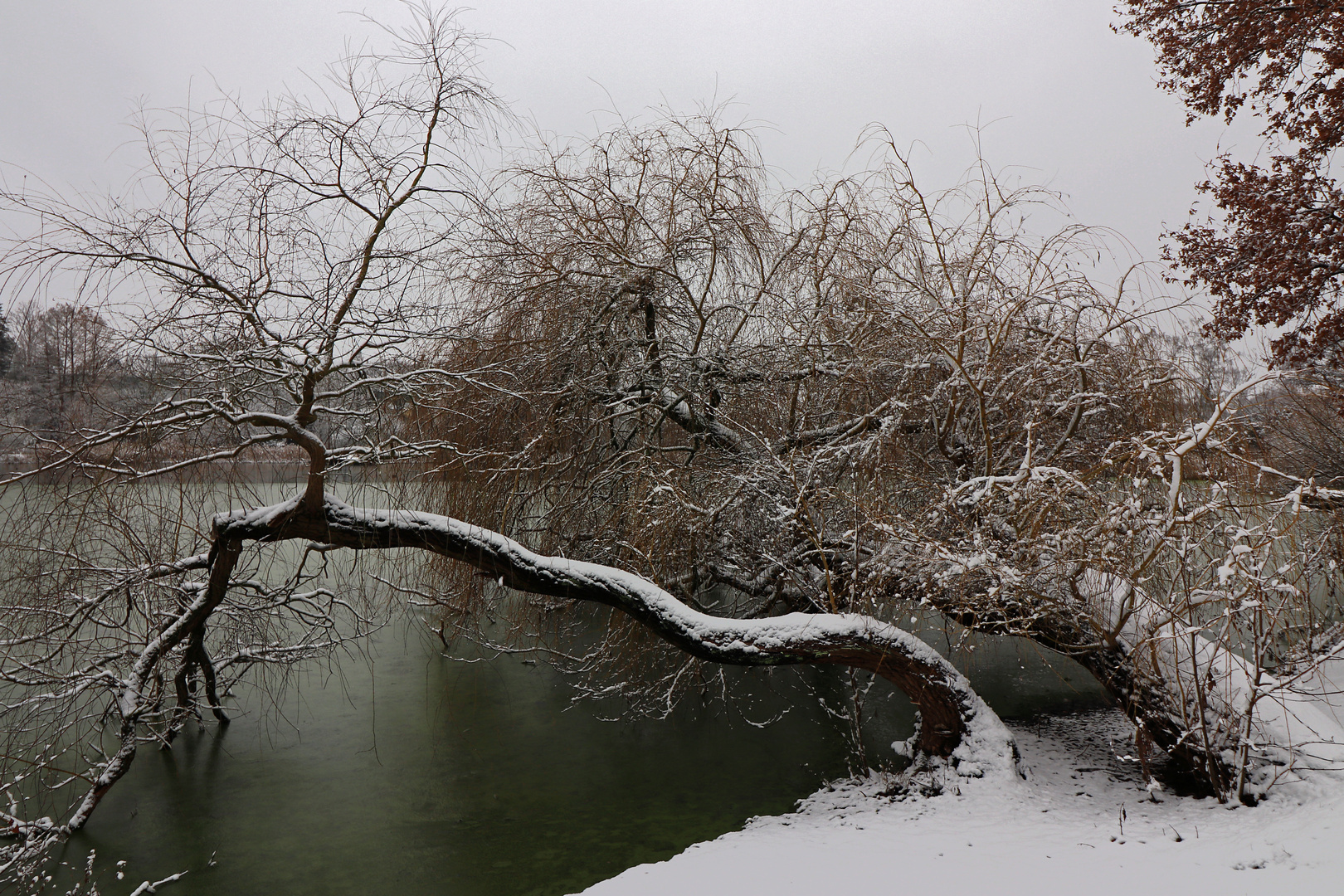 Weiden am zugefrorenen See