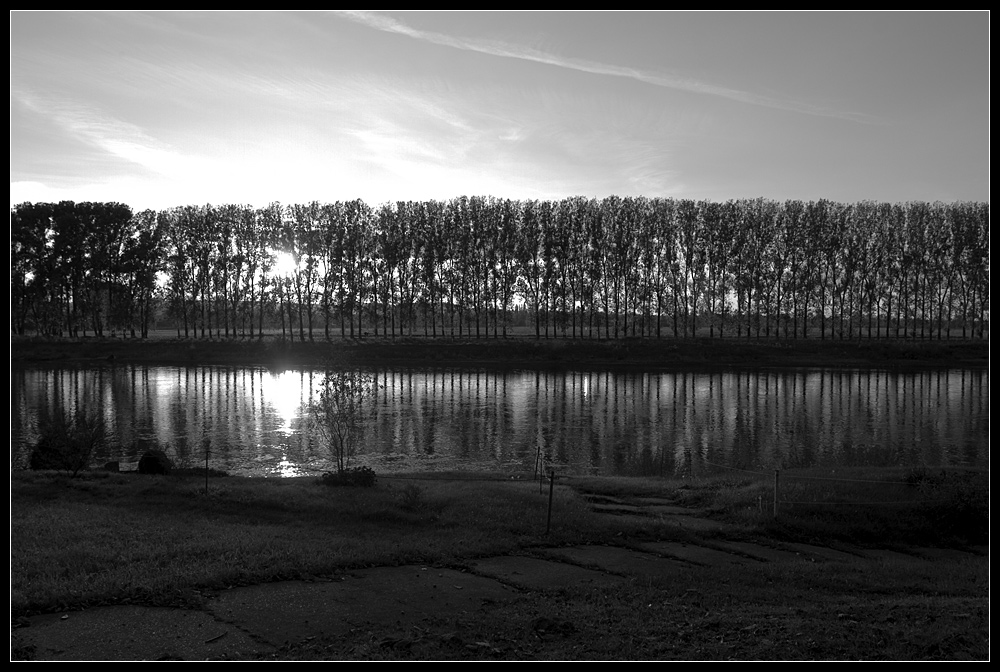 Weiden an der Elbe bei Birkwitz