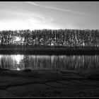 Weiden an der Elbe bei Birkwitz