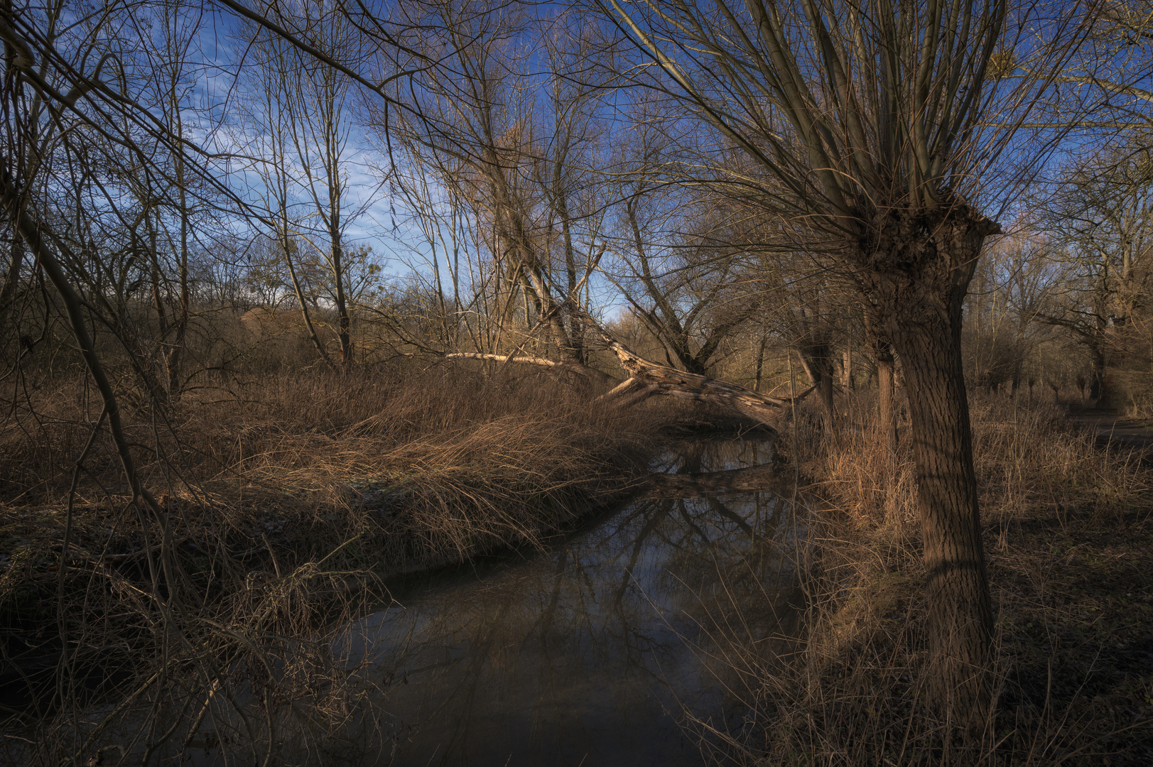 Weiden an der Wabe