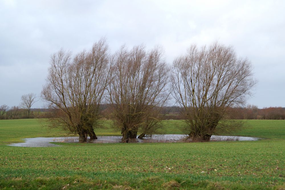 Weiden auf dem Acker