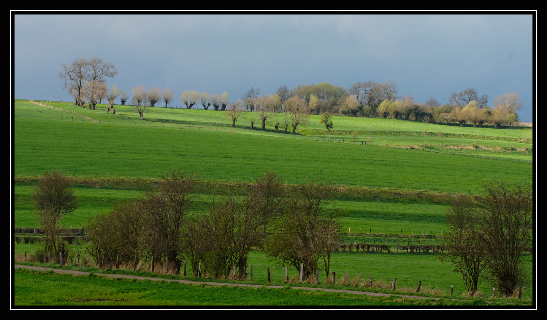 Weiden auf der Weide