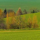 Weiden auf weiten Weiden