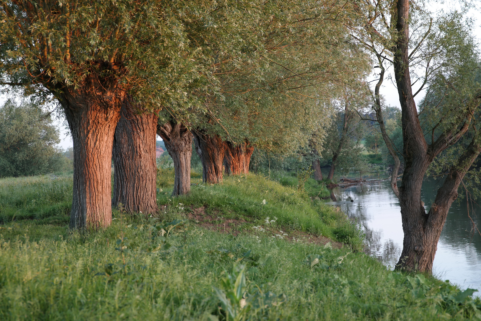 Weiden begrüßen den Fluss