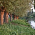 Weiden begrüßen den Fluss