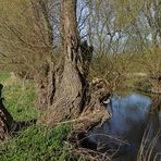 Weiden beidseits der Oker