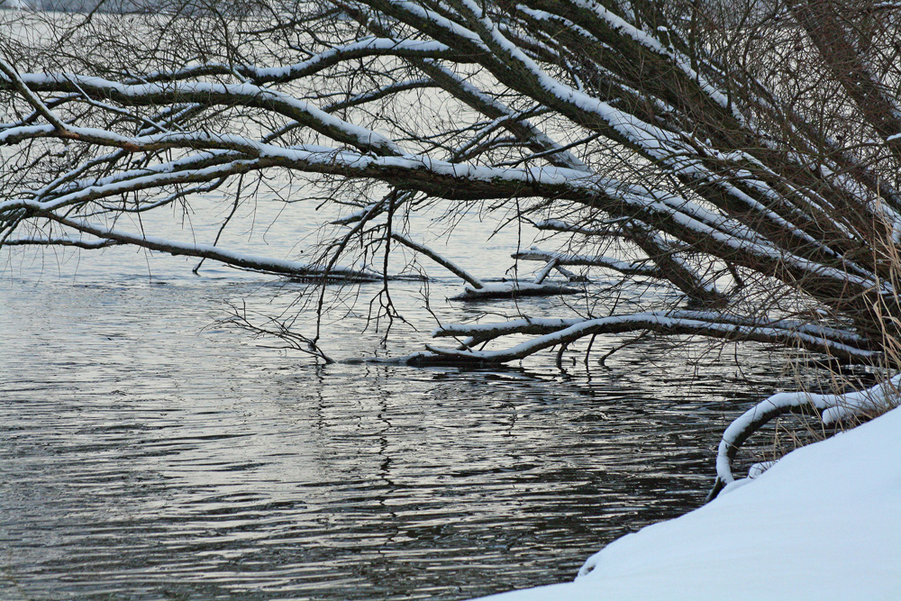 Weiden brauchen Wasser