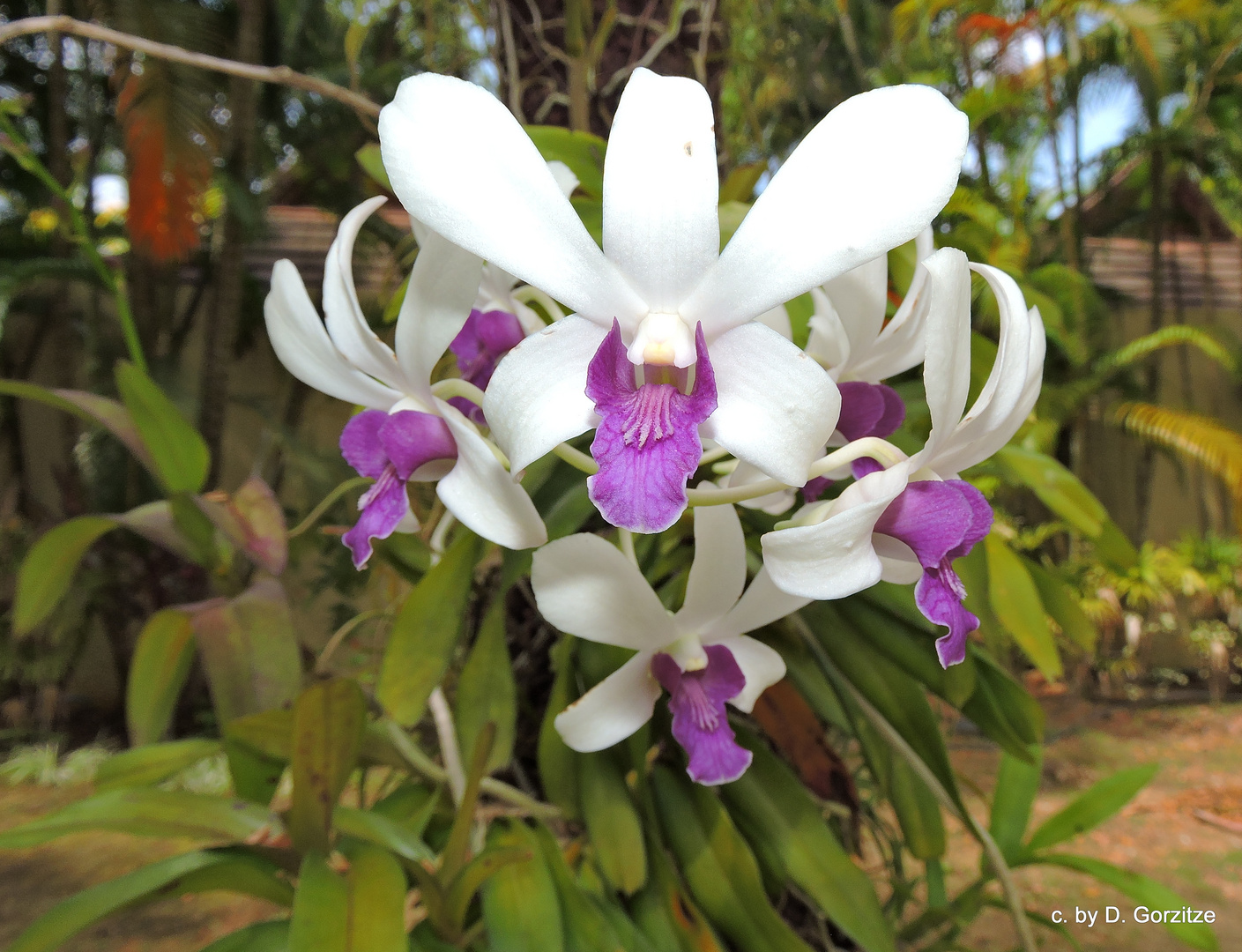 Weiden-Dendro-Orchidee !