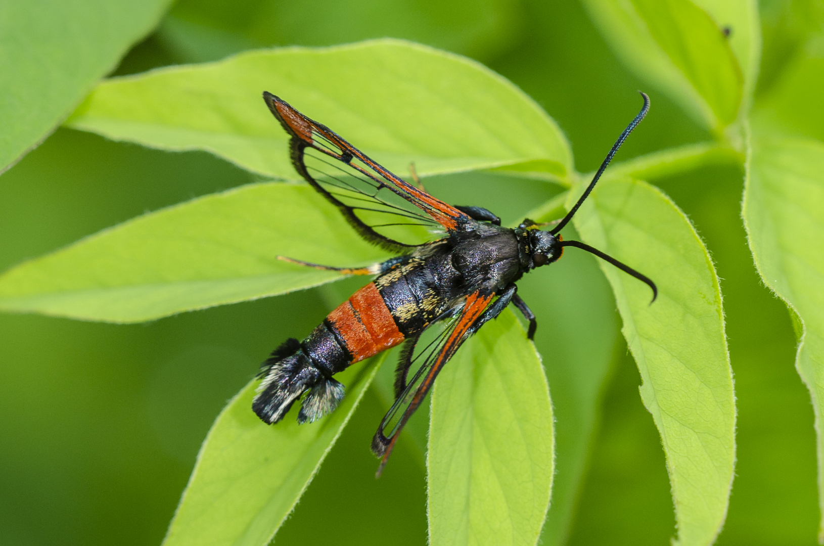 Weiden-Glasflügler (Synanthedon formicaeformis)