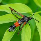 Weiden-Glasflügler (Synanthedon formicaeformis)