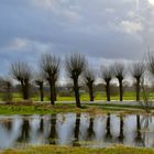 Weiden im Hochwasser