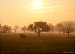 Weiden im Licht ........