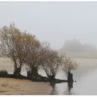 Weiden im Nebel