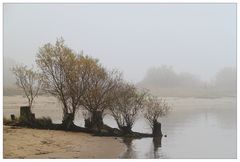 Weiden im Nebel