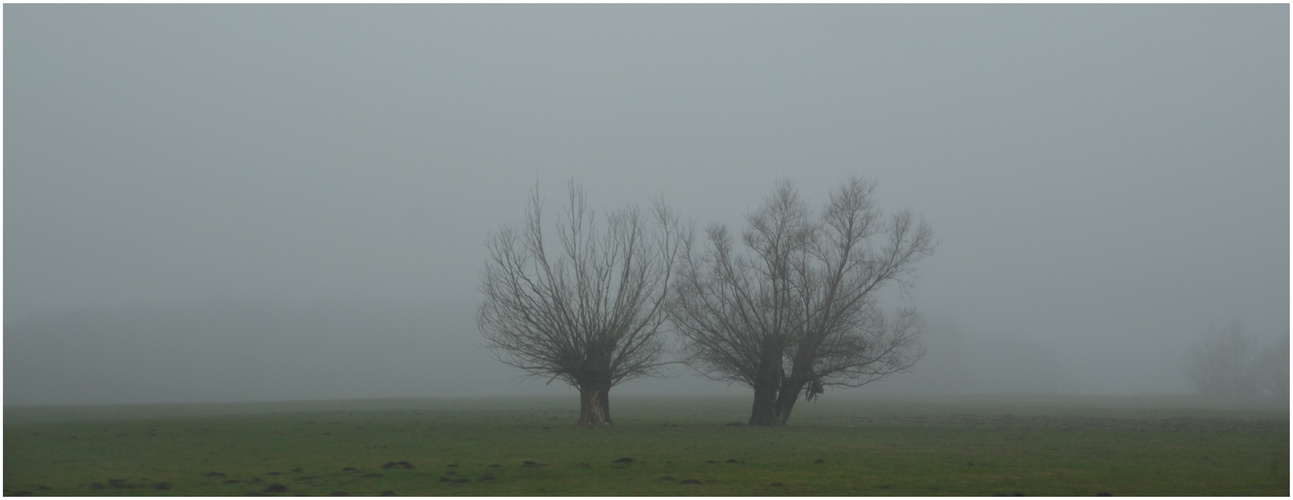 Weiden im Nebel