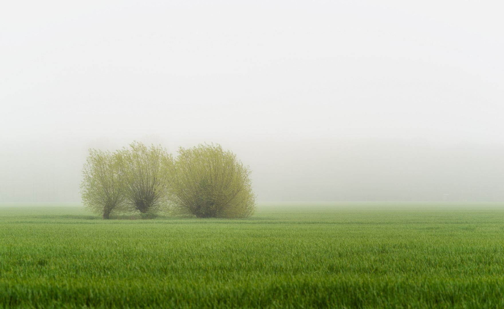 Weiden im Nebel