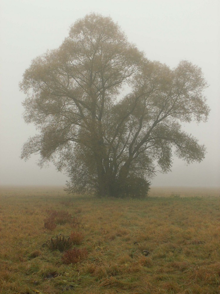 Weiden im Nebel