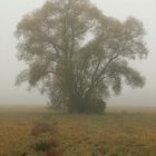 Weiden im Nebel