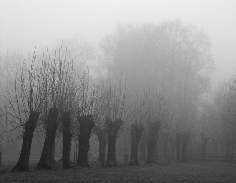 Weiden im Nebel