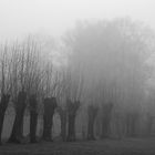 Weiden im Nebel