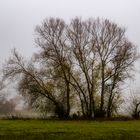 Weiden im Nebel am Bach