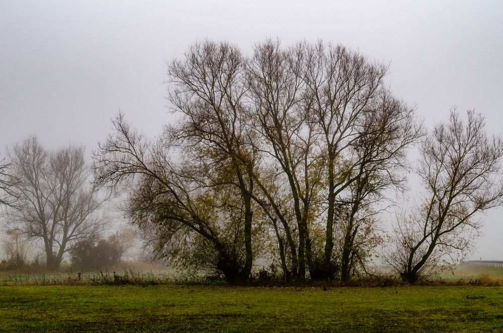 Weiden im Nebel am Bach