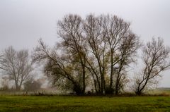 Weiden im Nebel am Bach