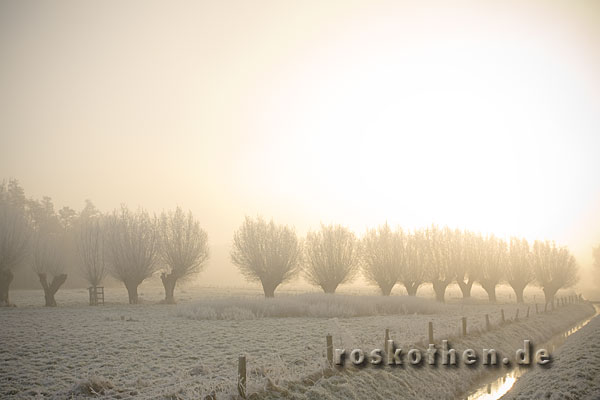 Weiden im Nebel bei Vorst - Winter am Niederrhein