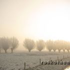 Weiden im Nebel bei Vorst - Winter am Niederrhein