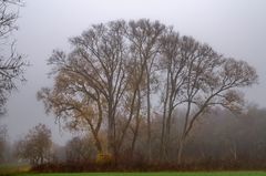 Weiden im Nebel