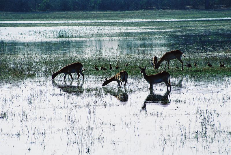 Weiden im Okavango