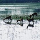 Weiden im Okavango