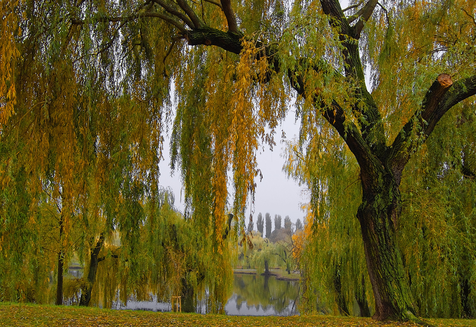 Weiden im Volkspark