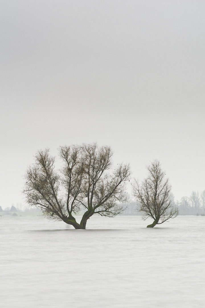 Weiden im Wasser