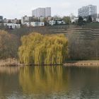 Weiden im Wasser spiegeln