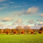 Weiden in der Dezembersonne